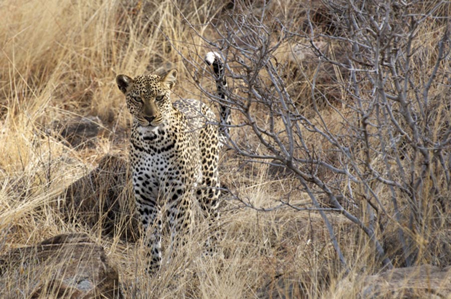 Leopard in Samburu