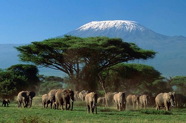 Amboseli elephants & Kilimanjaro