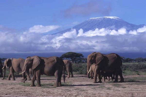 Amboseli elephants & Kilimanjaro